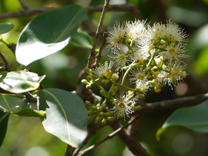 Syzygium cumini image