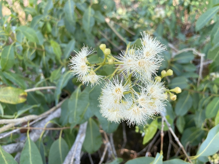 Syzygium guineense image
