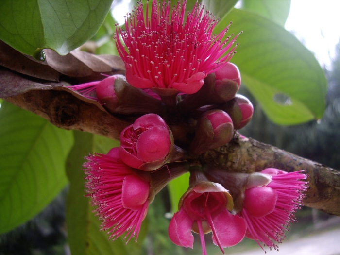 Syzygium malaccense image