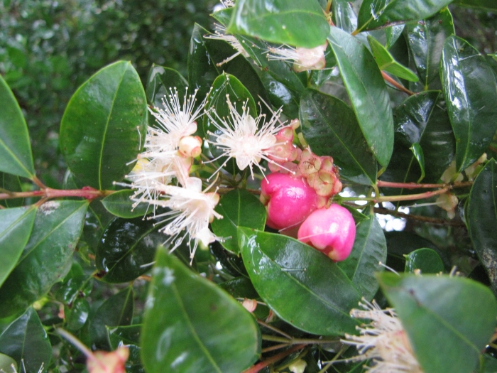 Syzygium paniculatum image