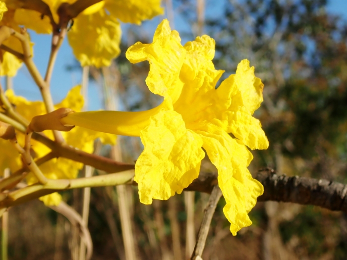 Tabebuia aurea image