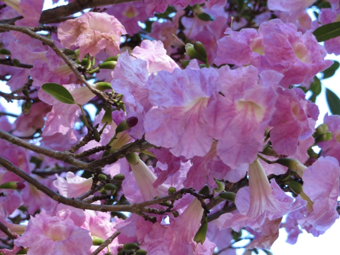 Tabebuia heterophylla image