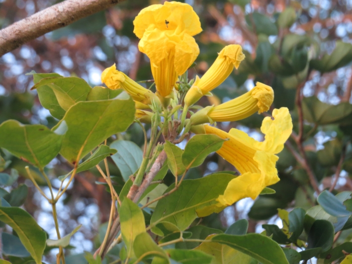 Tabebuia serratifolia image