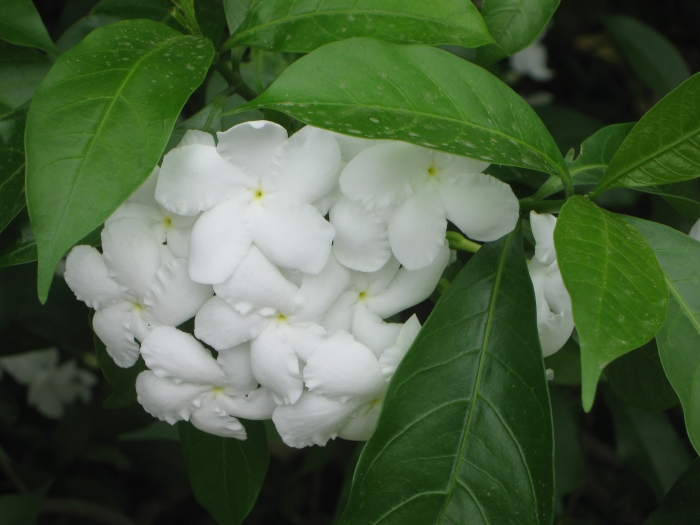 Tabernaemontana divaricata image