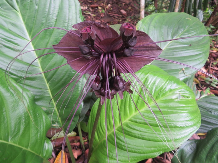 Tacca chantrieri image