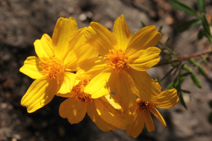 Tagetes lemmonii image