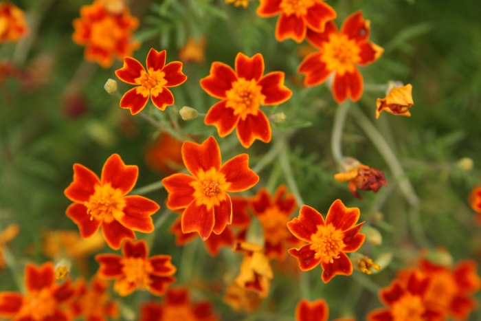 Tagetes tenuifolia image