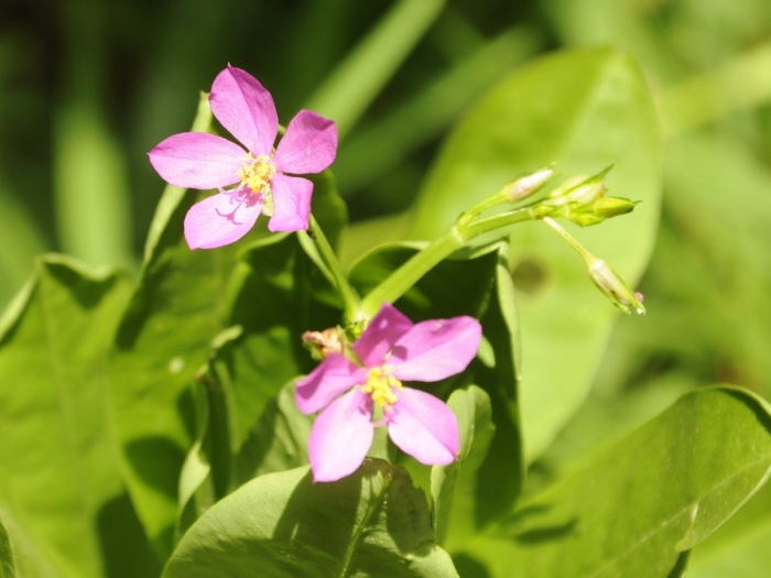 Talinum fruticosum image