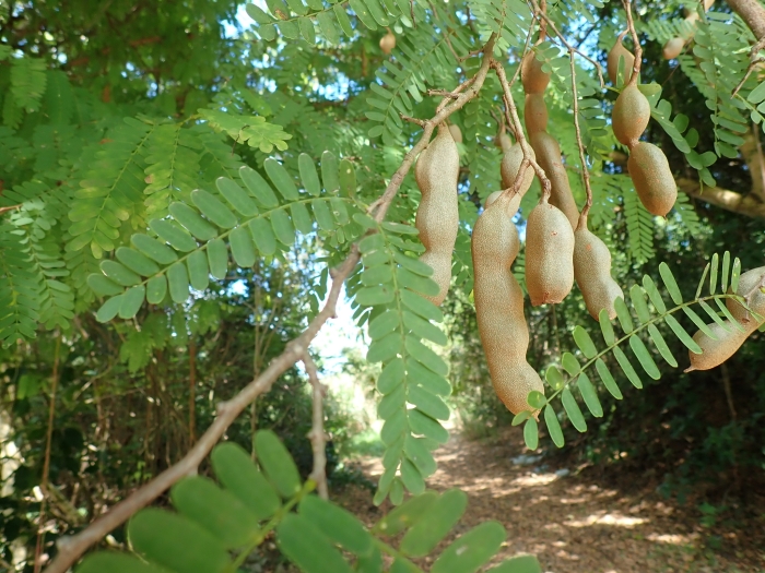 Tamarindus indica image