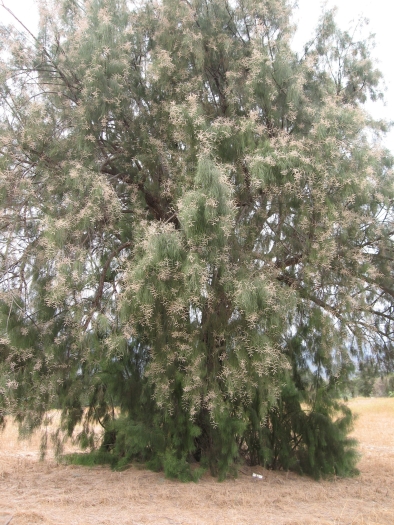 Tamarix aphylla image