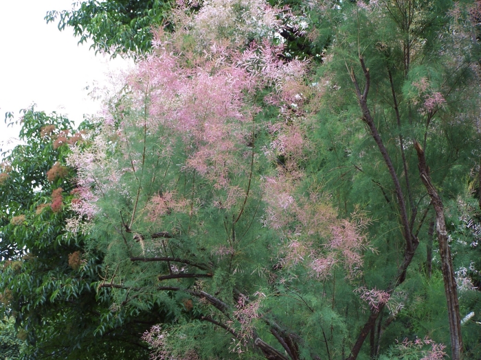 Tamarix ramosissima image