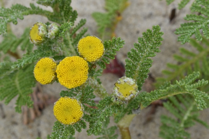 Tanacetum bipinnatum image