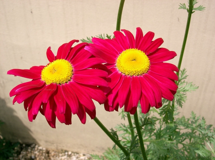 Tanacetum coccineum image