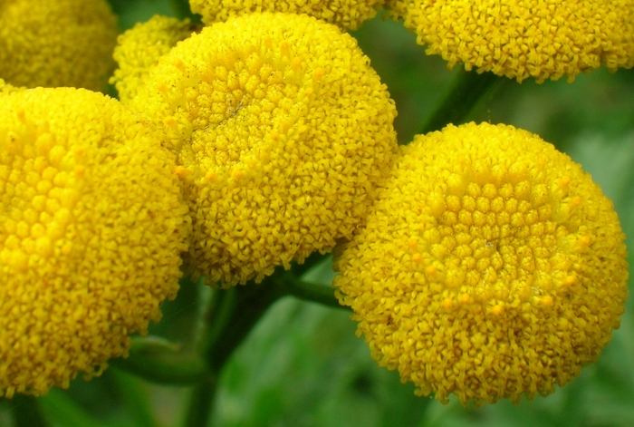 Tanacetum vulgare image