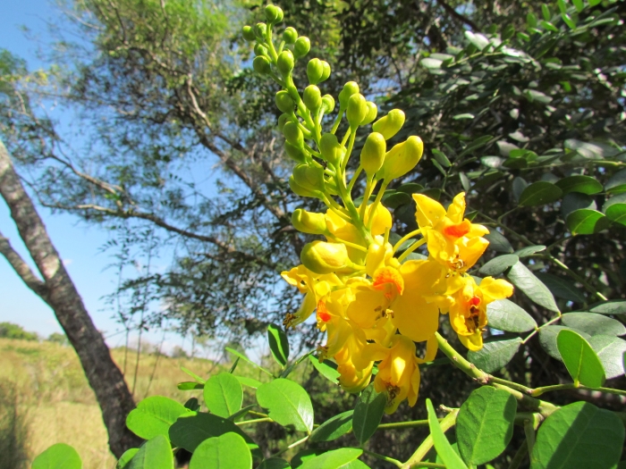 Tara cacalaco image