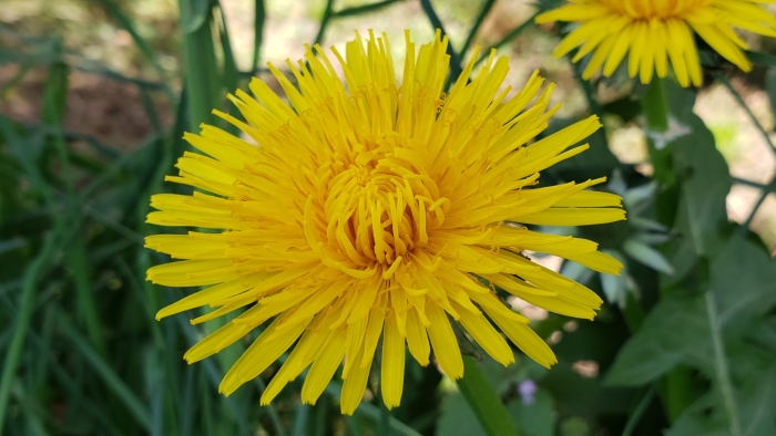 Taraxacum erythrospermum image