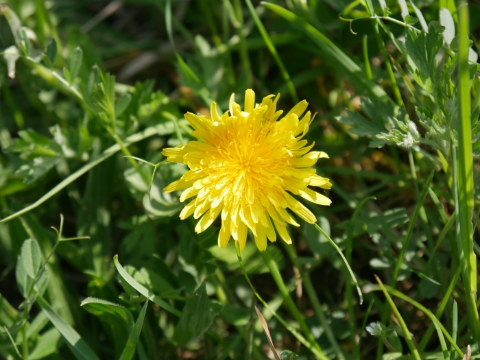 Taraxacum officinale image