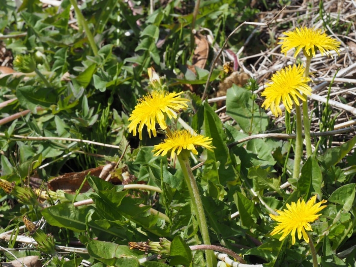Taraxacum platycarpum image