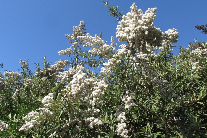 Tarchonanthus camphoratus image