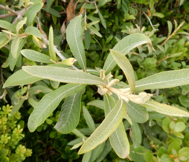 Tarchonanthus littoralis image