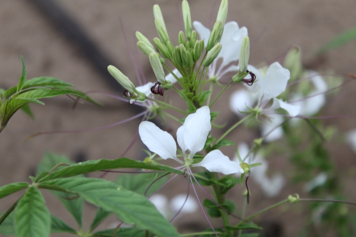 Tarenaya spinosa image