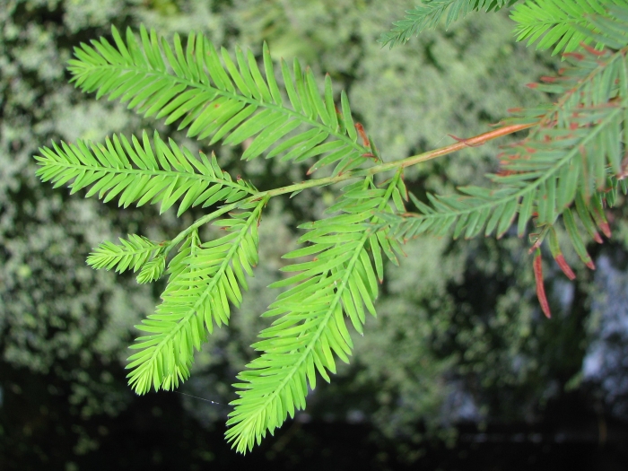 Taxodium distichum image