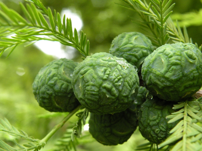 Taxodium mucronatum image