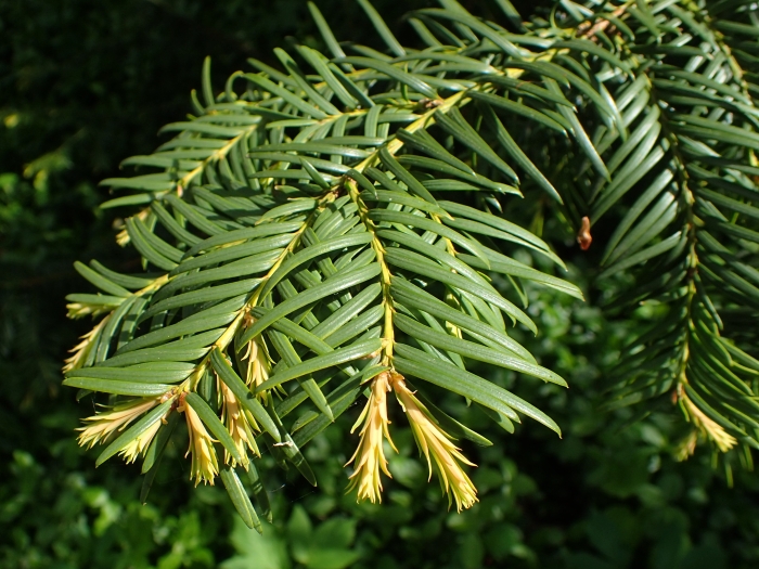 Taxus baccata image
