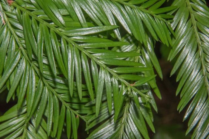 Taxus brevifolia image