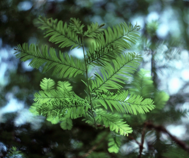 Taxus floridana image