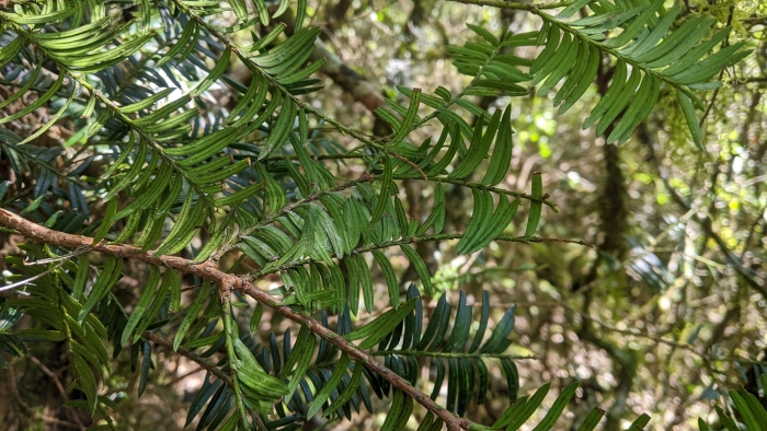 Taxus mairei image