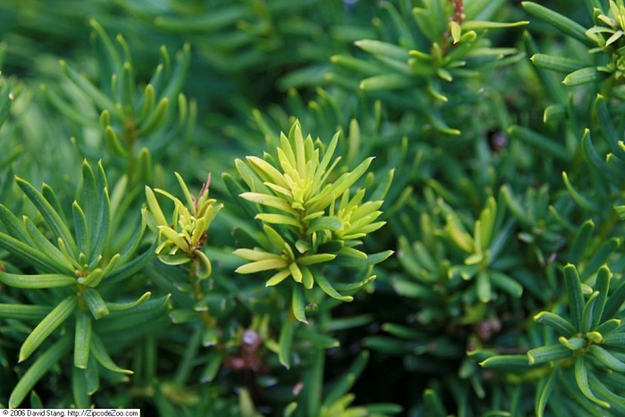 Taxus ×media image