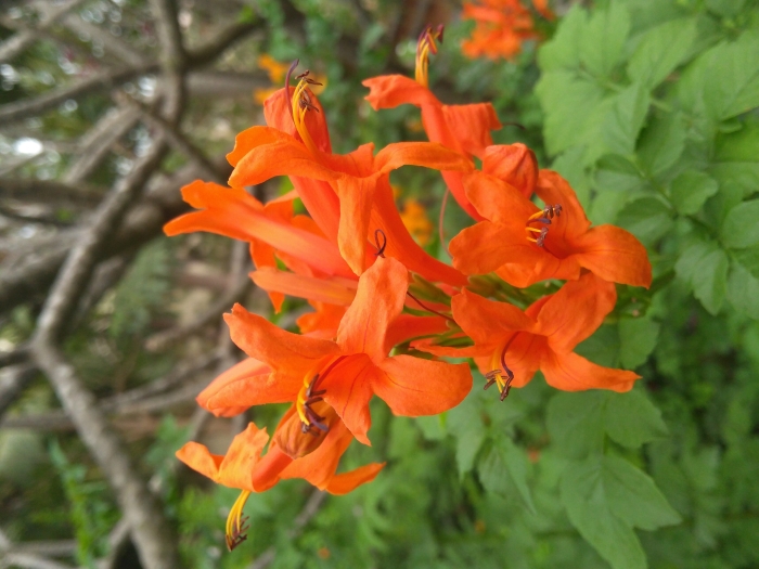Tecoma capensis image