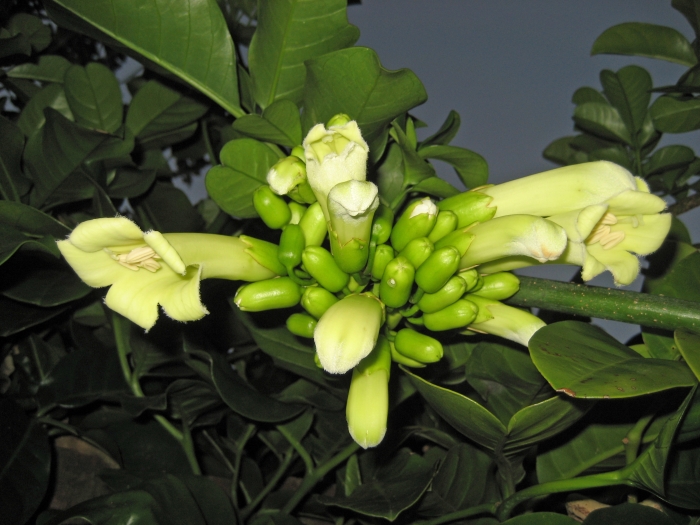 Tecomanthe speciosa image