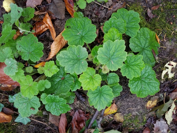 Tellima grandiflora image