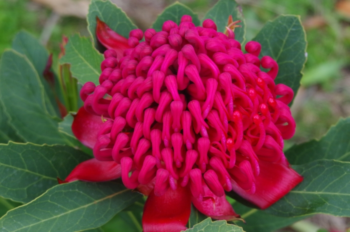 Telopea oreades image