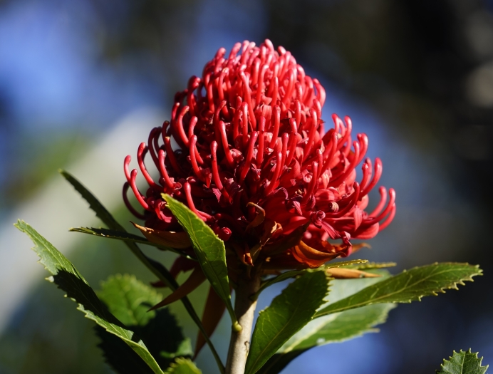 Telopea speciosissima image