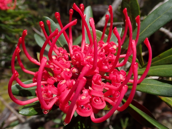 Telopea truncata image