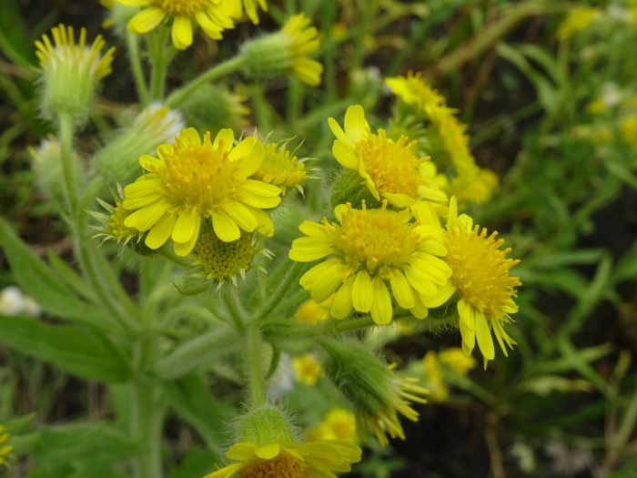 Tephroseris palustris image