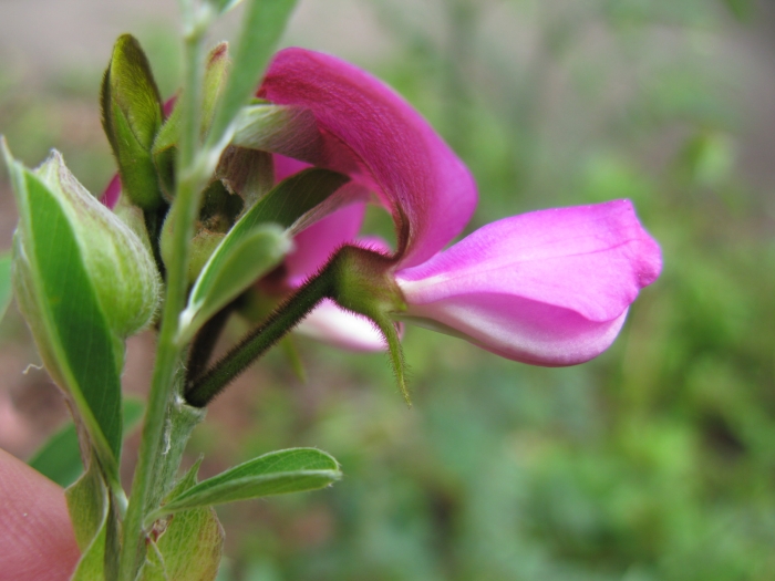 Tephrosia grandiflora image