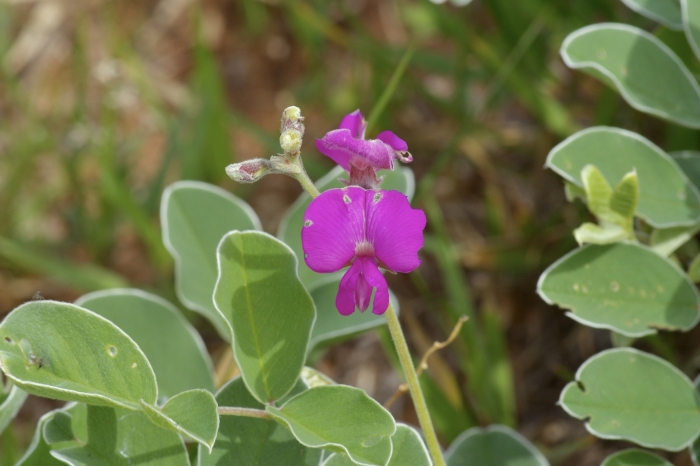 Tephrosia lindheimeri image