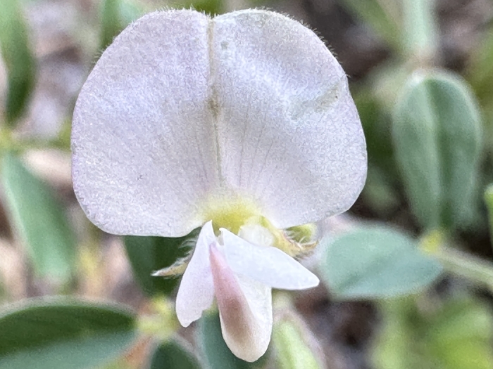 Tephrosia pumila image