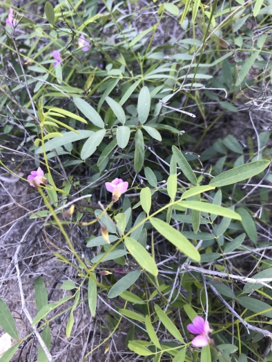 Tephrosia vicioides image