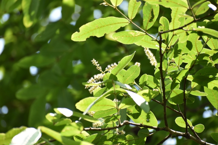 Terminalia arjuna image