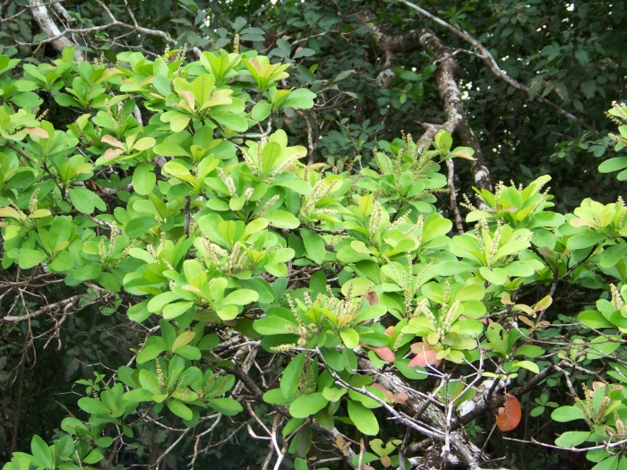 Terminalia buceras image