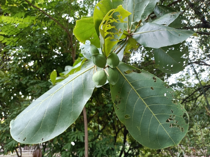 Terminalia catappa image