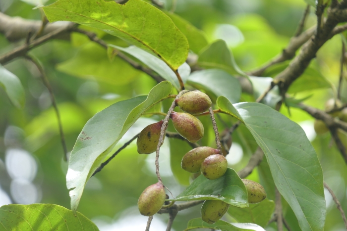Terminalia chebula image