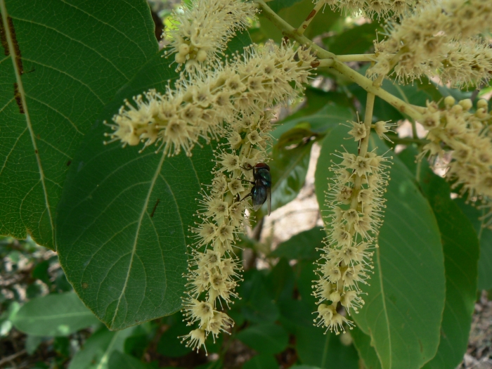Terminalia elliptica image
