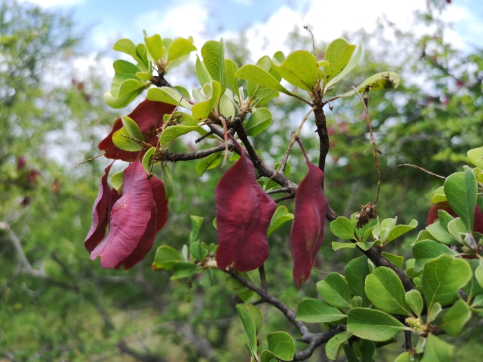 Terminalia prunioides image