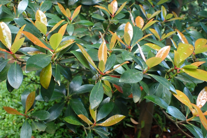Ternstroemia gymnanthera image